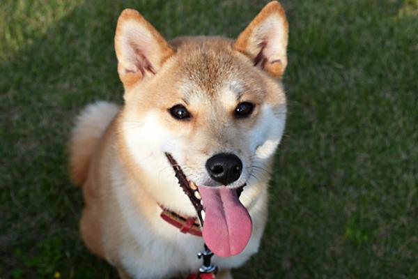 ［ Q＆A ］申込から納品まで<br>ペットの粉骨は、申し込めますか？